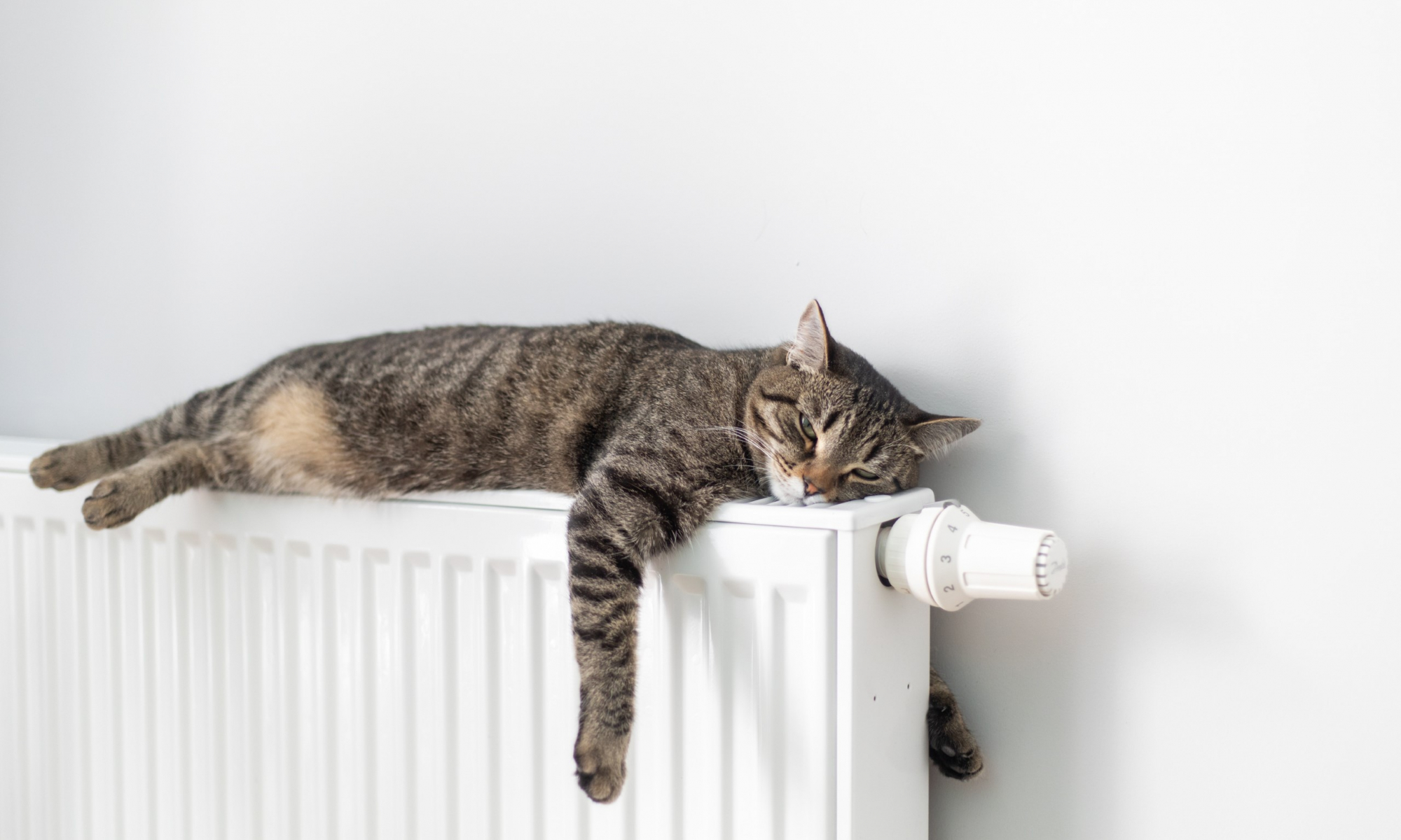 Katze-auf-Heizung